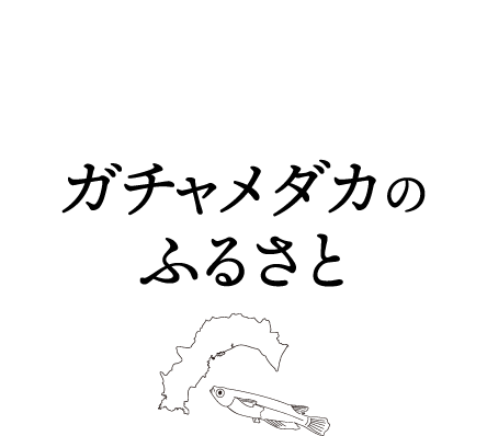 ガチャメダカのふるさと